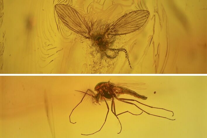 Fossil Moth Fly (Psychodidae) & Fly (Chironomidae) in Baltic Amber #234504